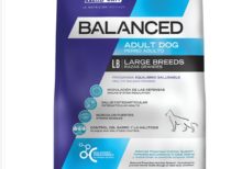 Balanced Adult Dog