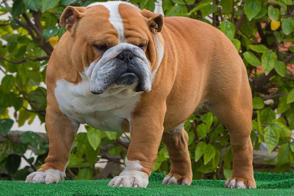 Hipotiroidismo Canino