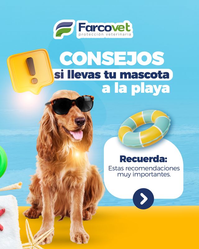 Consejo playa con Mascota
