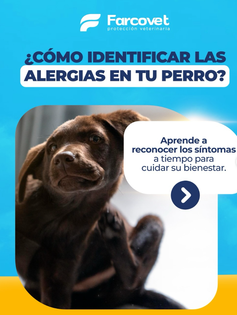 ¿Tu mascota no deja de rascarse? Guía para identificar y tratar problemas de piel