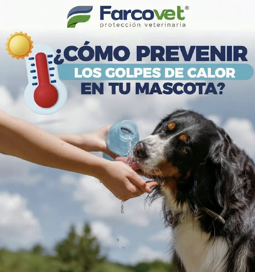 ¿Cómo prevenir el golpe de calor en mascotas en Ecuador? | Guía de Salud Farcovet 🐾🇪🇨